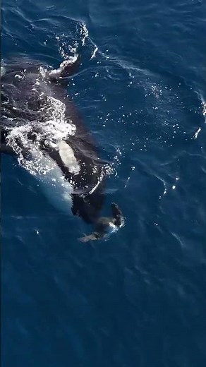 The Reason We Could "Tame" Orcas (But Never Sharks)