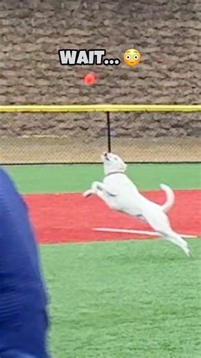 You’ve NEVER Seen a Dog Do This… 😳🐶⚾