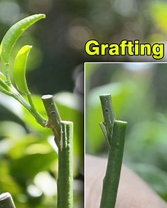 94K views · 4.2K reactions | How to grafting your plant in backyard garden | Grafting Examples | Facebook
