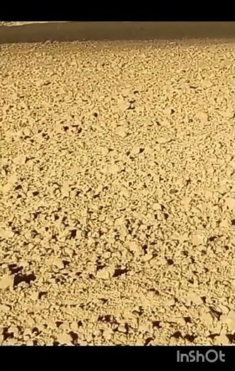 real fight between two dangerous dog breed dogo argentino and pitbull