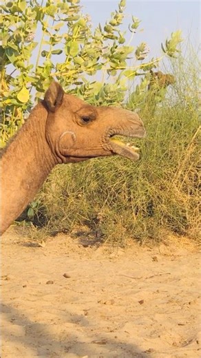 Camel Noises #shorts