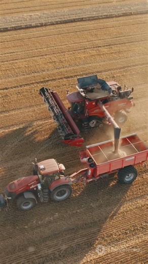 Timimoun: the agricultural project that is transforming the desert into a food-producing region. ...