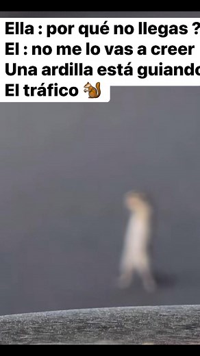 Nomelovasacreeruna ardillaestáguiandoeltráfico #facebookviral #funnyvideos #humor | Jorge Garcia