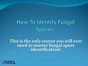 How Identify Airborne Fungal Spores