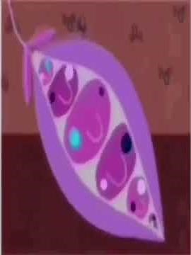 NOGGIN BELIEVE IN SPRING IN G-MAJOR