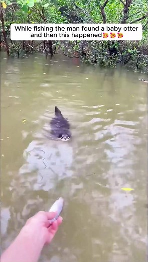 Heartwarming Encounter: Man Rescues Baby Otter While Fishing