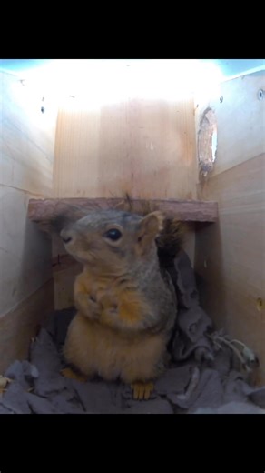 Emma stood in her box this morning, paws tucked close to her chest, watching the quiet world around her come to life. In that stillness, it is easy to see how every creature seeks the same thing, warmth, comfort, and safety. Life can be uncertain and at times unkind, but there are moments that remind us peace still exists. That is why I build my boxes, to give the little ones a place where they can rest, breathe, and feel safe when the world outside becomes too much. #squirrel #squirrels #squirr