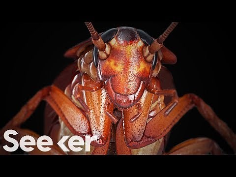 Cockroaches Are Indestructible, And the Secret Is in Their Genome