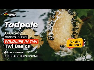 Twi Name for Tadpole: Asante Twi | Ghana wildlife in Twi | Animals of Ghana