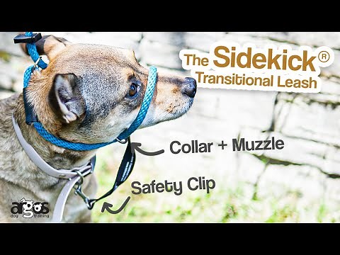 My Go-To for Pulling and Reactivity | Sidekick Transitional Leash
