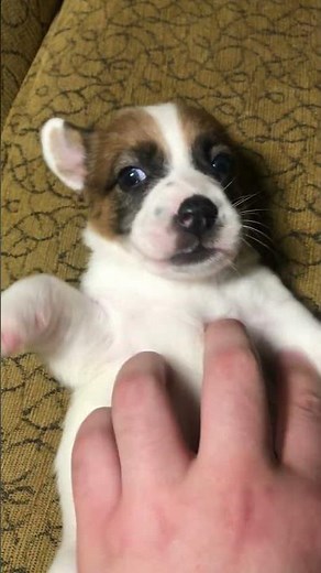 Cute jack russell terrier puppies!