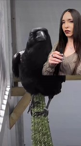 15K views · 648 reactions | Also you can tell the difference between ravens and crows by their beaks | Kassandra Escandell | Facebook