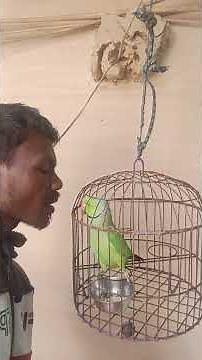 Parrot Perfectly Mimics Human Speech (and it’s HAUNTING)