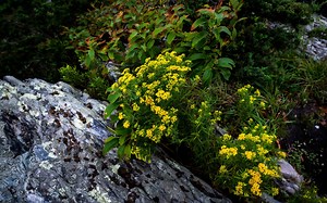 9 Perennial Wildflowers That Come Back Every Year