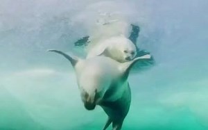 麻麻和小海豹游泳！