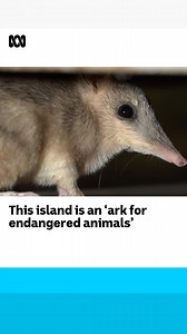 Ecologists are trying to use this island off Australia’s coastline as an "ark" for endangered animals. 🐭🦅🏝️ They’re reintroducing native animals that “disappeared” off the island after colonisation in the hope of returning the land closer to its original state. Personalise your news and stay in the know with the ABC NEWS app: https://ab.co/abcnewsapp | ABC Landline