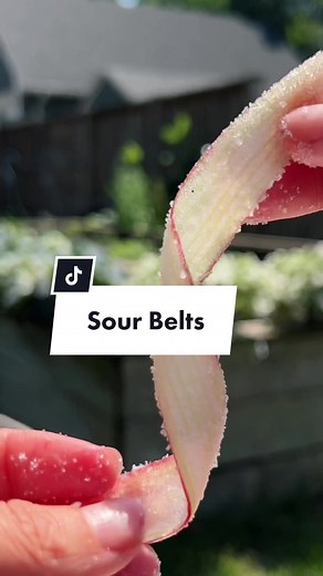 😍🔥💖EP 14: SNEAKY VEGGIES… rhubarb sour belts 🤤 Slice your rhubarb into ribbons, bake at 250F for 20 minutes, dry with a cloth then coat in a sweetener of choice. Enjoy immediately 🌞Happy long weekend everyone 🥰 . #vegan #recipe #easyrecipe #plantbased #quickrecipe #rhubarb #veggies #easyrecipes #healthy #healthydiet #healthyfood #healthylifestyle #eatmoreplants