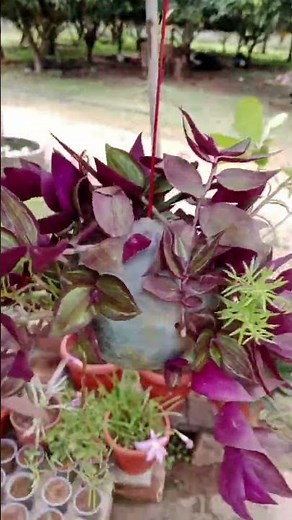DIY Hanging Planter Using a Ball | Easy Creative Plant Holder | Garden Craft Idea
