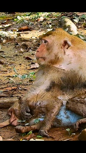 World Comedy on Reels