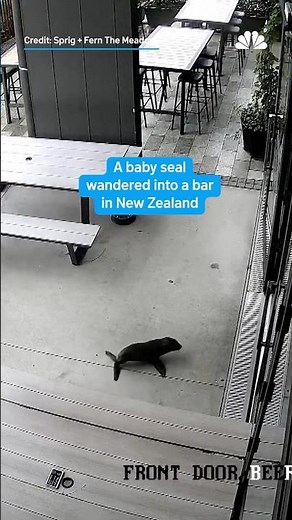 Baby seal wanders into New Zealand bar| NBC New York