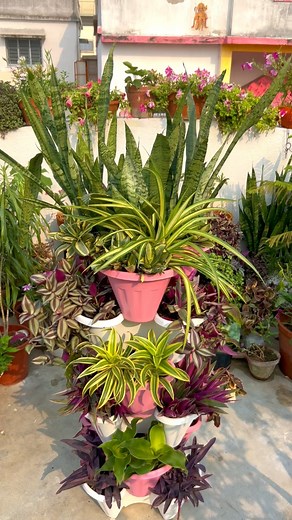 Vertical gardening ❤️ #gardenlife #diy #arrangement #verticalgarden #plantbased #gardeninspiration #trendingreelsvideo | Pro_planting