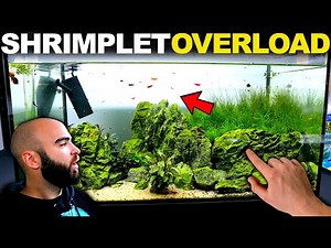 MOST Successful Shrimp Tank EVER!!! (fish room updates)