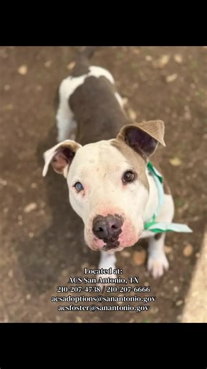 🐾🆘 LAST CALL!! NEEDS A FOSTER NOW ‼️ CASTRO #A804407 WILL LOSE HIS LIFE ON TUESDAY 5/5/26 AT 11.30 AM!!‼️ WHO CAN PLEASE STEP UP FOR HIM? 🆘🐾 Beautiful Castro is just 2 years old, he has an injured paw and is running out of time 💔 They gave him 11 days in the shelter and now they want to put him down. PLEASE, do not let his story end here 🐾💔 He will be targeted on TUESDAY 💔 and is in DESPERATE need of a FOSTER/ ADOPTER or RESCUE before 11.30 am! 5/5/26 Who can give him a 2nd chance at lif