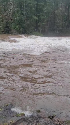 Lucia Falls is roaring with the water level rising to just over 20 feet earlier this morning. The East Fork Lewis River will likely stay consistently above the action phase of 19 feet later into the day, according to data from the United States Geological Survey’s water data measured on the river in Heisson. (Video by Reflector reporter Cade Barker) | The Reflector