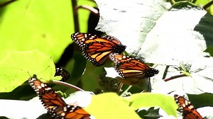 Stock Video Monarch Butterflies On Leave Animated Wallpaper