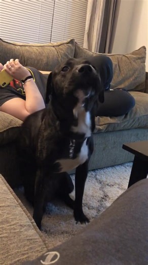 Hilarious Dogs Compilation: Funny Moments to Brighten Your Day