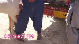 1K views · 49 reactions | Shahzaib Bhai made special discount offer for goats of Qurbani 2024. goat farming in pakistan | Shazaib goat farm | Facebook