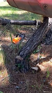 Removing Some TRICKY Pine Trees #TreeRemoval #FellingTrees #RemovingTrees #Chainsaw | Piney Grove Homestead and Mini Farm