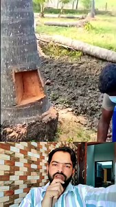 पेड़ काटने का तरीका #tree #cutting #art #amazing #omg #unique #trick #skills #knowledge #tranding #newtrick | Anish Ansari