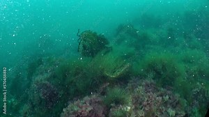 Seabed of Barents Sea is vital and thriving ecosystem. In addition to abundance of marine life, seabed is also distinguished by variety of landscapes, including sandy bottoms, rocky outcrops.