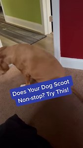 228K views · 3.6K reactions | Dental Wash helps give your 4-legged friend fresh breath and healthier gums in 1 simple step! & it’s taking over the American pet industry with over 150,000 loving customers already! - 5 ⭐ Reviews - 25% Off discount - Results guaranteed in 90 days or money back | PetLab Co. | Facebook