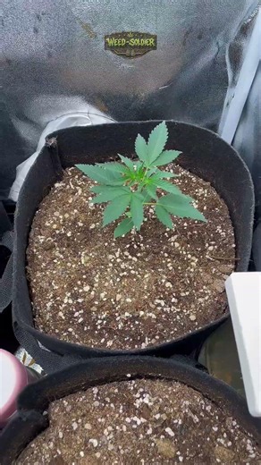 The Ladies looking good 👀💚 (VegDay14+11) ✅ #garden #gardening #plants #viral #grow