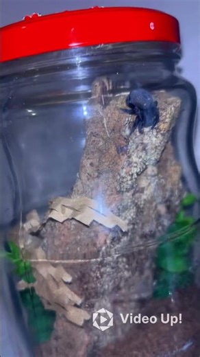 Cutesy velvet spider making her cotton candy web 🕷️#spider#arachnid#cute