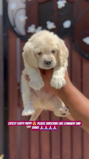 American Cocker Spaniel Puppy – Cute, Playful & Loving Companion 🐶❤️ #shorts #ashishsaxena