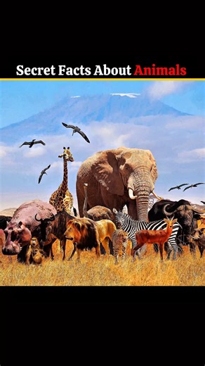 Some Amazing Facts About Animals #facts #animals #amazingfacts #hindifacts #shorts