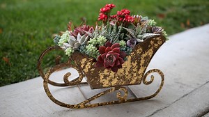 390K views · 7.1K reactions | Dear Santa, Please Bring Me All the Succulents!!!  | Garden Answer | Facebook