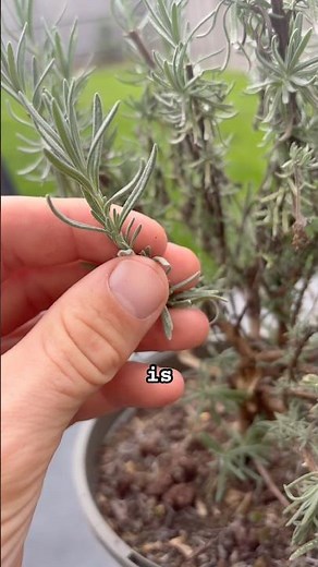 Why you should prune your lavender plants #garden #pruning #lavender