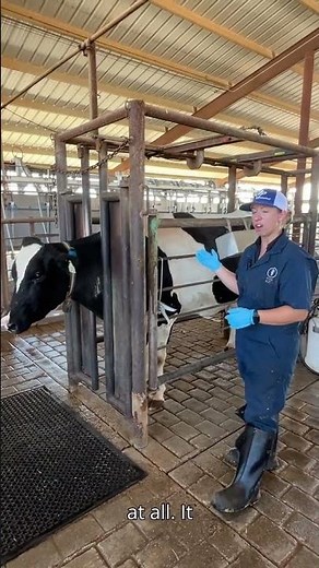 What Is a Chute and Why Do We Use It? | Keeping Cows and People Safe