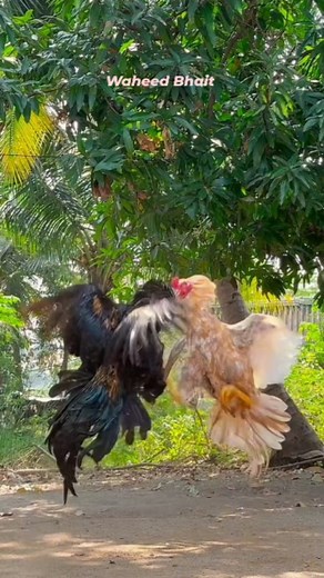 Roosters Fighting in Air #Rooster #fight #birds #pet #fighting #shorts #viralvideo #trending #fb #facebookreels #indianaseel #chicken #poultry #roosterfight | Waheed Bhait