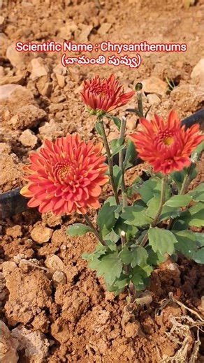 The scientific name for (చామంతి పువ్వు) known as "Chrysanthemum" || Flowers
