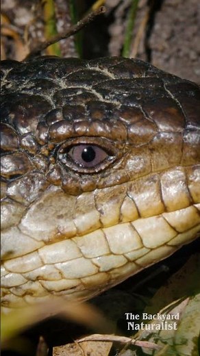 Blue tongue lizards! #australia #wildlife #lizard #reptiles
