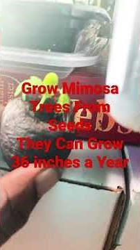 Starting More Mimosa Trees From Seeds. They are Easy to Grow and Grow Very Fast.