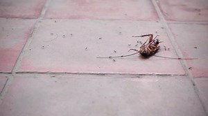 Cockroach Lying On Floor Ants Swarm: Stockvideos & Filmmaterial (100 % lizenzfrei) 21826501 | Shutterstock