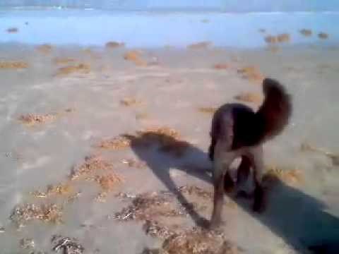Dog poops in the ocean