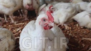 Poultry Farm Broilers Video Course