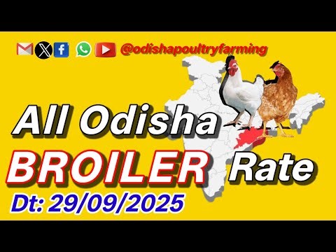 #TodayChaickenRate || #ChickenRate || #todaybroilerrate || #ajirachickenrate || Dt-29/09/2025